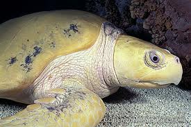 Kemp's Ridley sea turtle